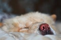 Chow-chow dog is sleeping on the bed, close-up Royalty Free Stock Photo