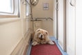 Chow-chow dog in the train corridor, Russia