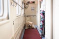 Chow-chow dog in the train corridor, Russia