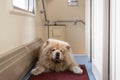 Chow-chow dog in the train corridor, Russia