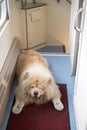 Chow-chow dog in the train corridor, Russia