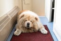 Chow-chow dog in the train corridor, Russia