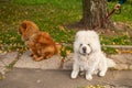 Chow chow dogs on a walk in autumn