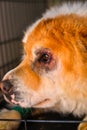 Chow-chow mixed breed dog after entropion surgery Royalty Free Stock Photo