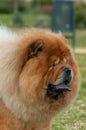 Chow chow purebred dog brown color