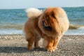 Chow chow purebred dog brown color