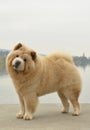 Chowchow dog