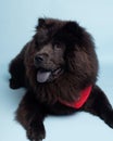 Chowchow draco