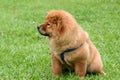 Chowchow juvenile