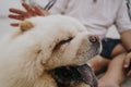 Chowchow plays on the beach