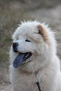 Chowchow pup Uska