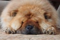 Chowchow puppy was sleep