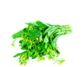 Choy sum Royalty Free Stock Photo