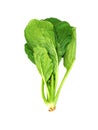 Choy Sum or Bok choy or chinese cabbage vegetable isolated on white background. Green fresh vegetable Royalty Free Stock Photo