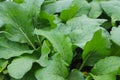 Choy sum plants or green cabbage with dew drops growing on a farm in the morning. Royalty Free Stock Photo