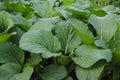 Choy sum or green cabbage (also known as Cai Xin or Chinese flowering cabbage) in the garden Royalty Free Stock Photo