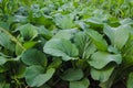 Choy sum plants or green cabbage (Chinese flowering cabbage) growing on a farm. Royalty Free Stock Photo