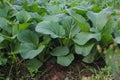 Choy sum plants or green cabbage (also known as Chinese flowering cabbage) growing on a farm. Royalty Free Stock Photo