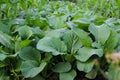 Choy sum or green cabbage (Also known as caisim) growing on a farm. Royalty Free Stock Photo