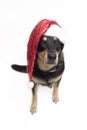 Chrimstas pooch Royalty Free Stock Photo