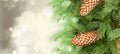 Chrismas tree and pine cones Royalty Free Stock Photo