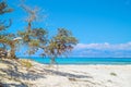 Chrissi island beach background with juniper tree Royalty Free Stock Photo