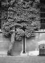 Christ Church College, Oxford - twisted tree