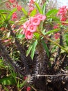 Plant, leaves or sheets and flowers of the christ plant