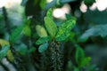 Christ plant or Crown of thornes Euphorbia milii. Crown of throns plants with green leafs Royalty Free Stock Photo