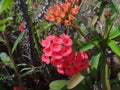 Flowers and flower buds of the christ plant