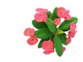 Christ thorn, crown of thorns, euphorbia milii flowers
