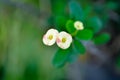 Christ Thorn, Euphorbia milii or Euphorbiaceae or small Euphorbia flowers or bicolor flower