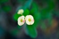 Christ Thorn, Euphorbia milii or Euphorbiaceae or small Euphorbia flowers or bicolor flower