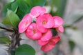 Christ Thorn flower / Euphorbia milli or crown of thorns red flower on natural green background - pink of Euphorbia milli Desmoul Royalty Free Stock Photo