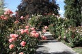 Christchurch botanic garden Royalty Free Stock Photo