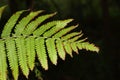 Christella dentata, a.k.a. soft fern with dark background