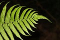 Christella dentata, a.k.a. soft fern with dark background