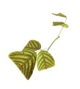 Christia obcordata leaves, butterfly stripe plant isolated on white background, with clipping path