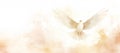 Christian Dove of Peace Watercolor Royalty Free Stock Photo