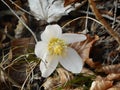 Christian rose white blossom in winter