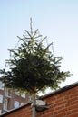 CHRISTMA TREE DECOATTION ON ALLEEN Royalty Free Stock Photo