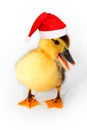 Duckling with red Santa hat isolated on white Royalty Free Stock Photo