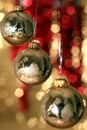 Christmas decorations stock photo Royalty Free Stock Photo