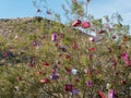 Christmas along historic Route 66 at Oatman