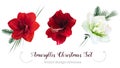 Christmas amaryllis selection vector design set