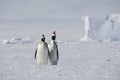 Christmas in Antarctica Royalty Free Stock Photo