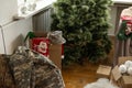 Christmas in the army. ball and gift box, military uniform, closeup view Royalty Free Stock Photo