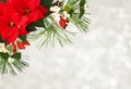 Christmas arrangement with poinsettia flowers, green spruce twigs and berries on holiday background Royalty Free Stock Photo