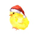 Christmas baby chicken in red santa`s hat. Watercolour bird Royalty Free Stock Photo