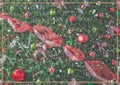 Christmas background with Christmas tree with red and green Christmas spheres and snow effect with white frame Royalty Free Stock Photo